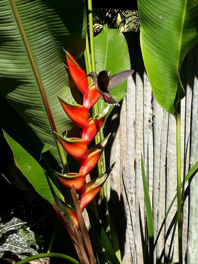 Pousada Corais Do Sul Caraíva 外观 照片